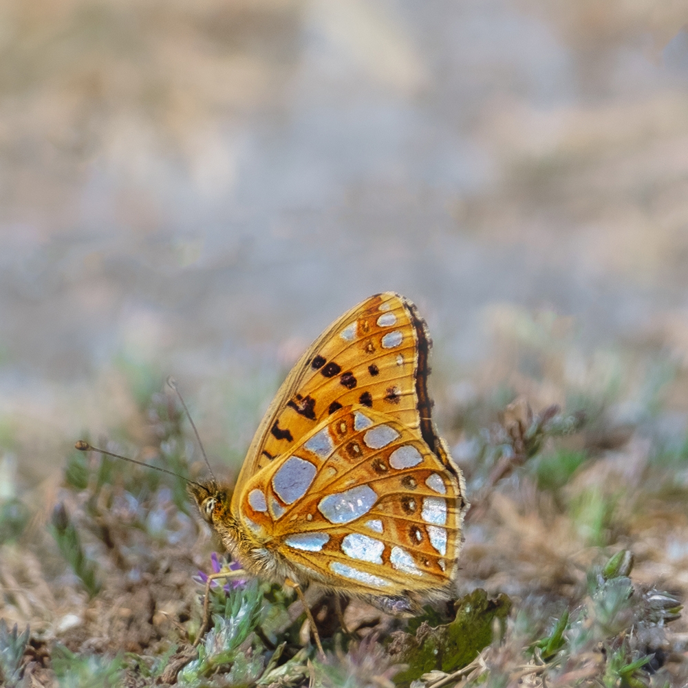 Een kleine parelmoervlinder in de duinen van Ameland, Friesland.