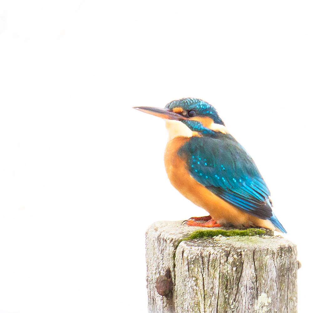 Een ijsvogel op een paaltje in de besneeuwde polder, Stolwijk, Zuid-Holland.