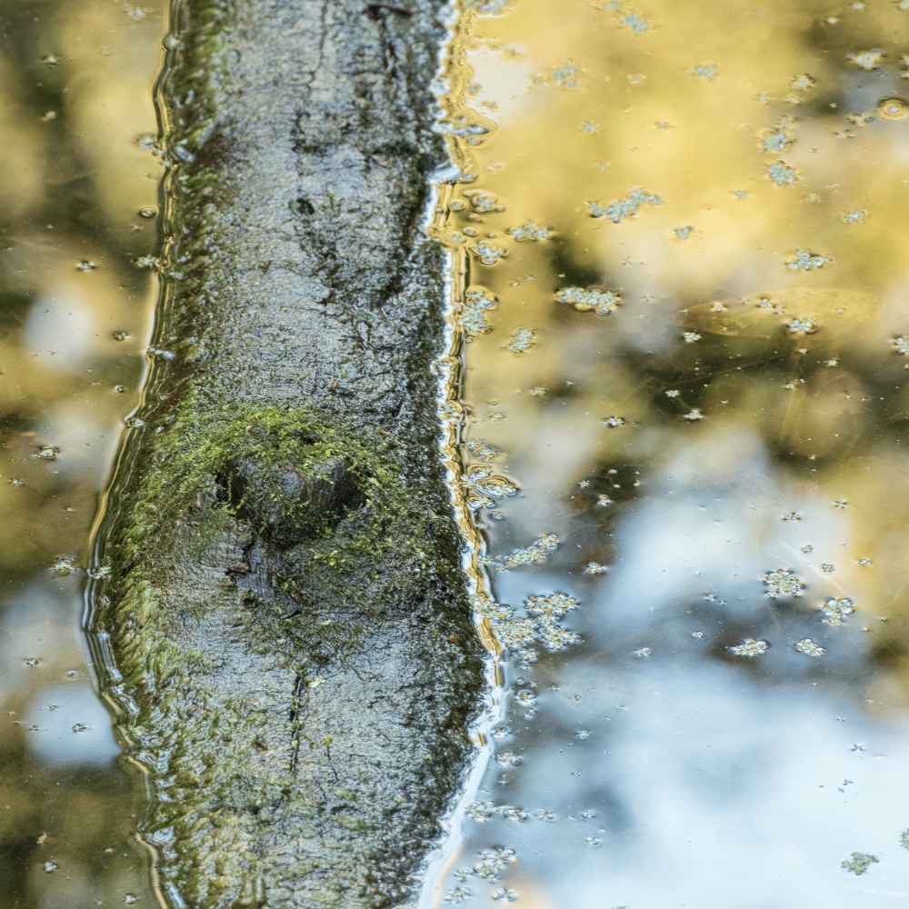 Een abstract aandoend beeld van een tak die half onder water ligt, gemaakt in De Horsten, Wassenaar, Zuid-Holland.