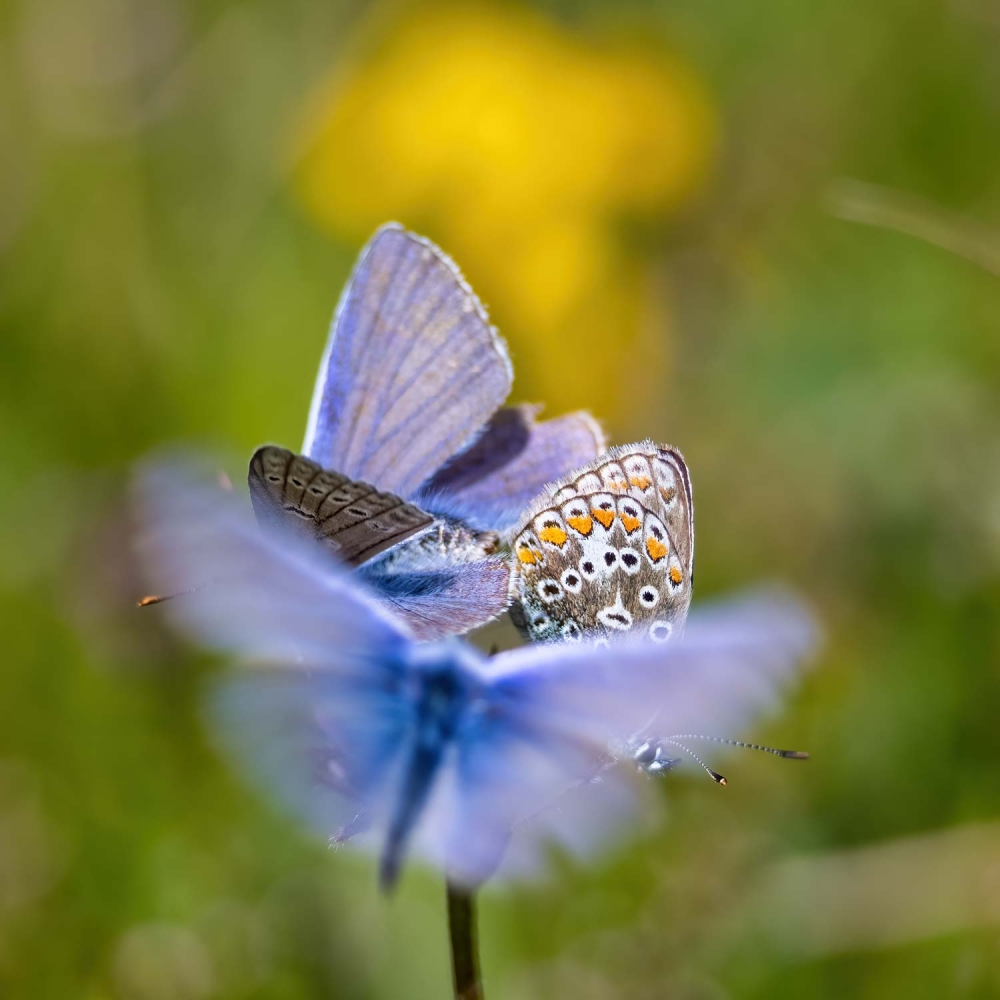 Twee mannetjes icarusblauwtjes vechten om een vrouwtje op het eiland Fur in Jutland, Denemarken.