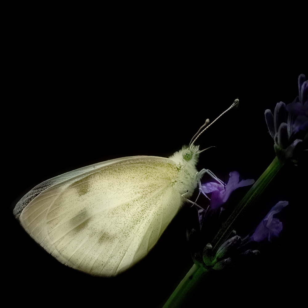 Een scheefbloemwitje op de lavendel in de tuin, Moordrecht, Zuid-Holland.