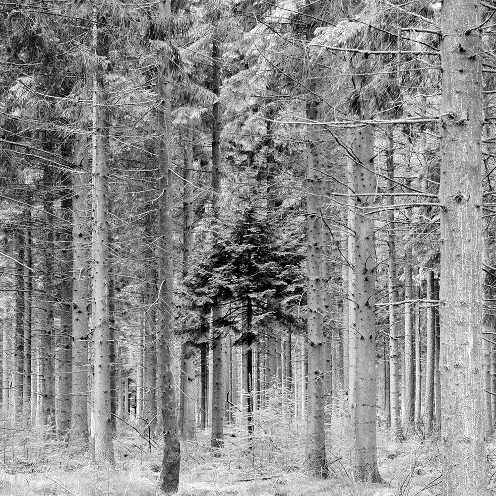 Een jonge douglasspar staat onder bescherming - of bedreiging? – van z'n grotere familieleden in het bos bij Fochteloo, Friesland.