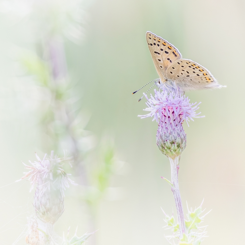 Een bruine vuurvlinder op een distel in Westerwolde, Groningen.