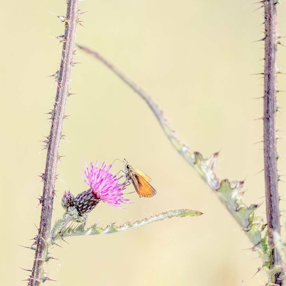 Een zwartsprietdikkopje op een distel, Westerwolde, Groningen.