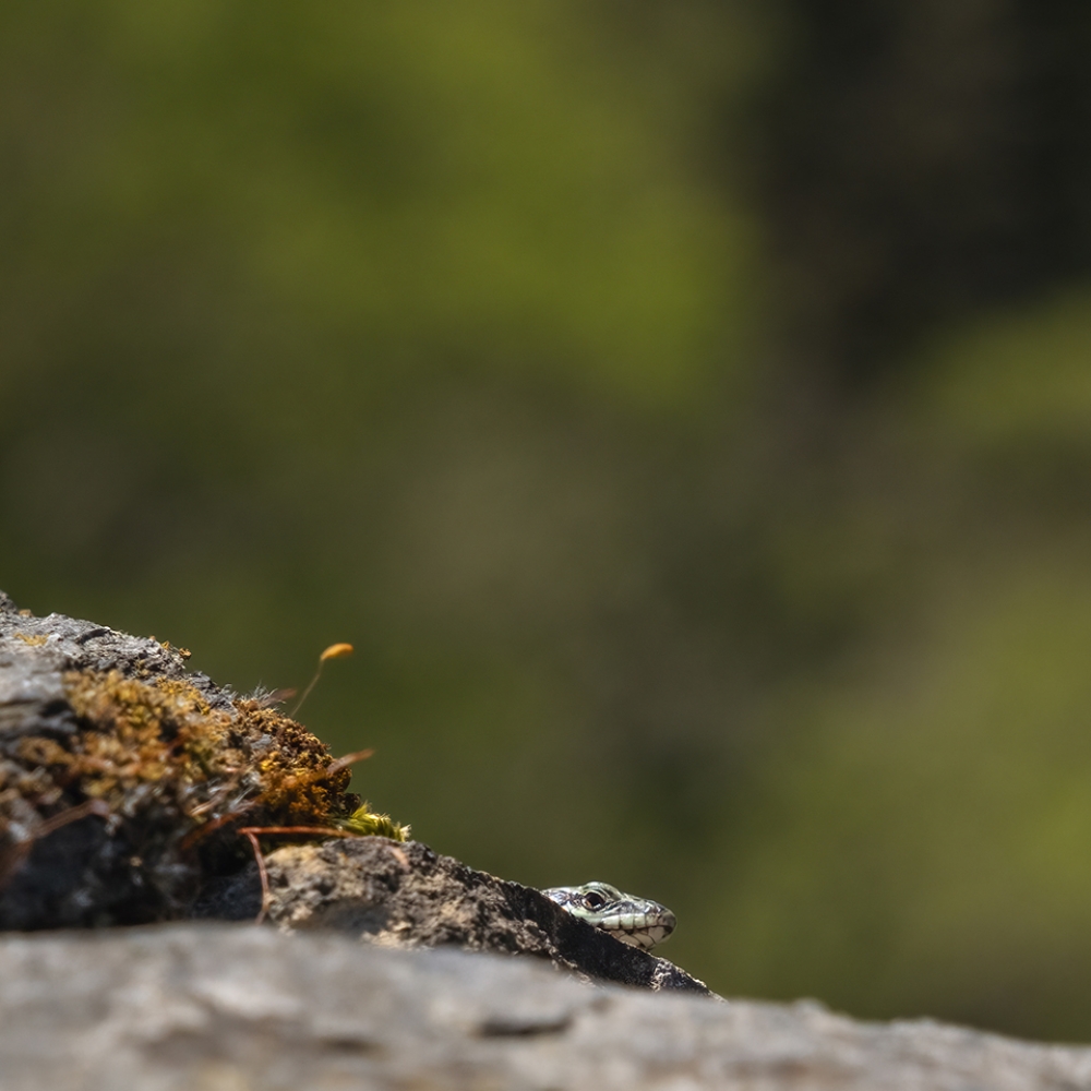 Een muurhagedisje in de burcht van Bouillon, België.