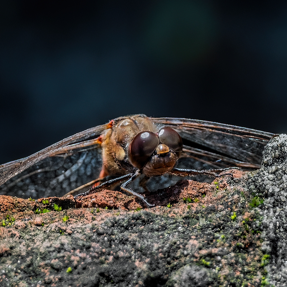 Een bruinrode heidelibel gaat op in de omgeving van het park bij Huis Verwolde in Gelderland.